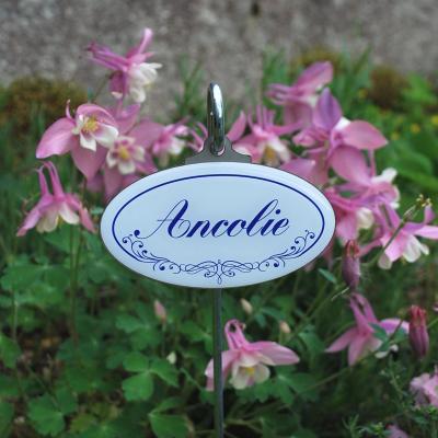 Ancolie