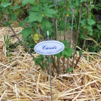Cassis bl entier