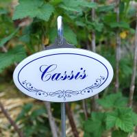 Cassis bleu zoom