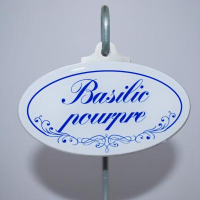 Basilic pourpre