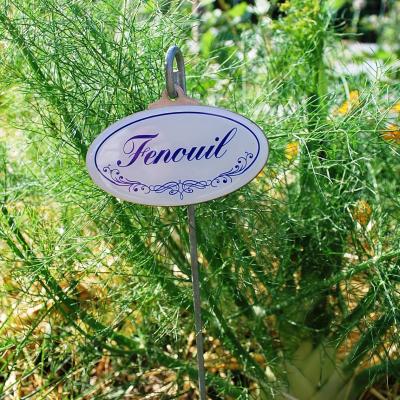 Fenouil