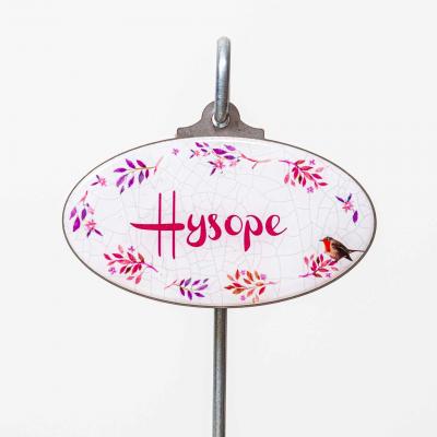 Hysope plante vivace 1