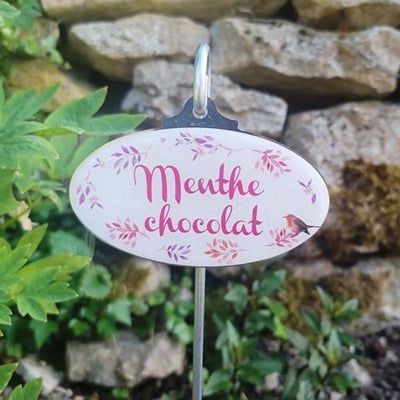Menthe chocolat etiquette pour le jardinage