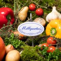Millepertuis etiquette plante vivaces 1